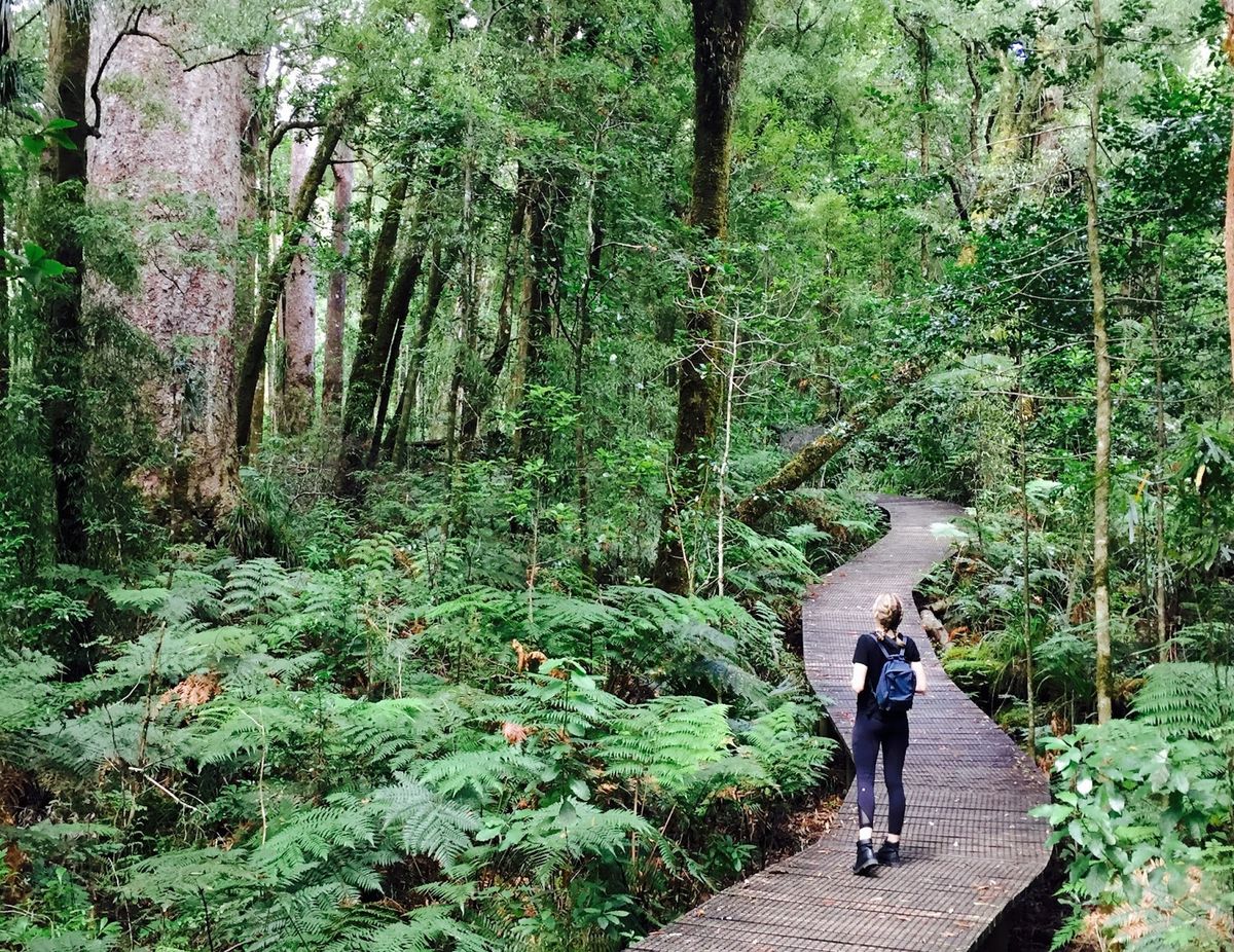 Participants walking through a lush New Zealand forest during a guided wellness session